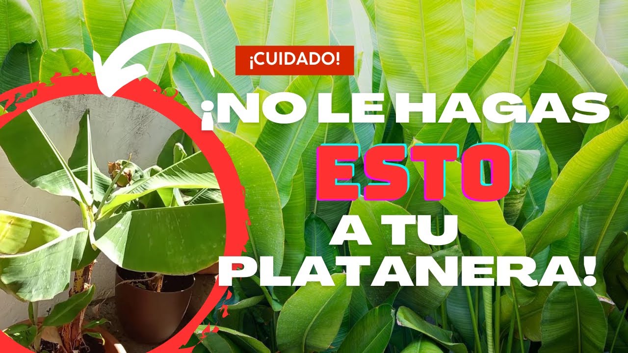 como cuidar una platanera en maceta