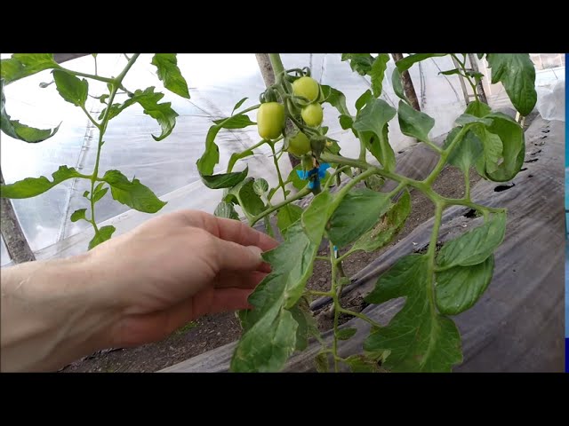 como cultivar tomates en invernadero en invierno