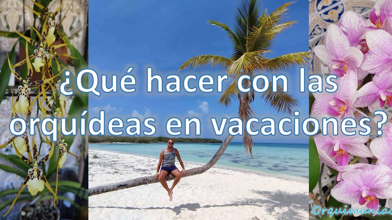 como dejar las orquideas en vacaciones