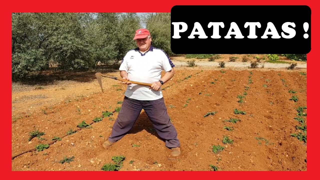 como eliminar las malas hierbas de las patatas