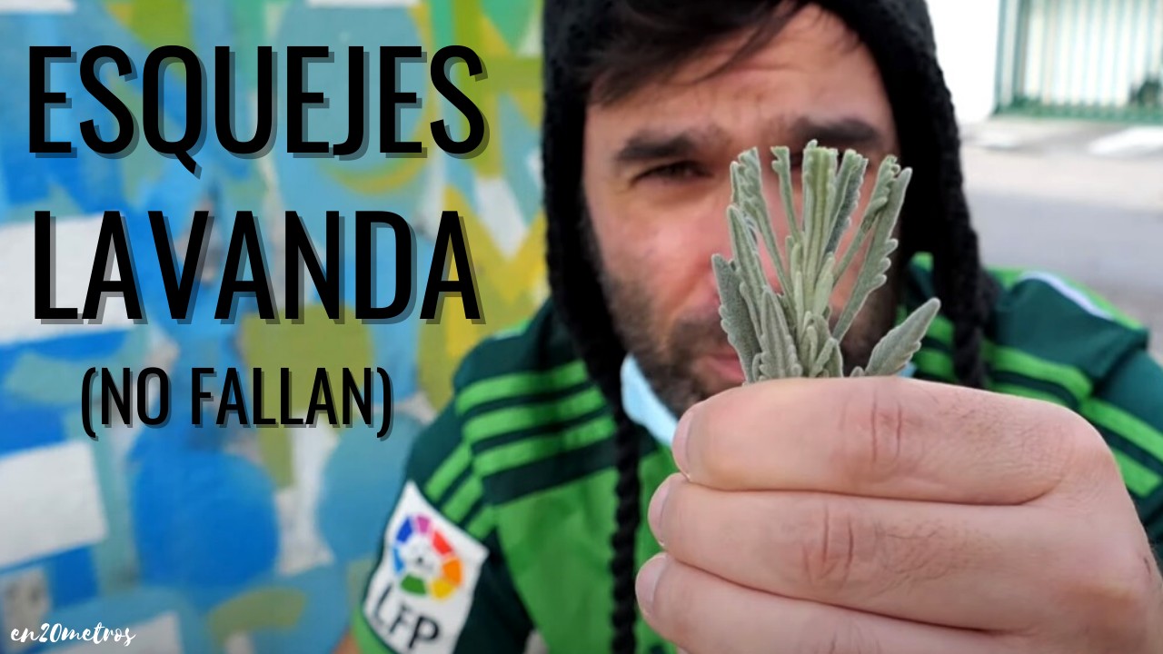 como enraizar esquejes de lavanda en agua