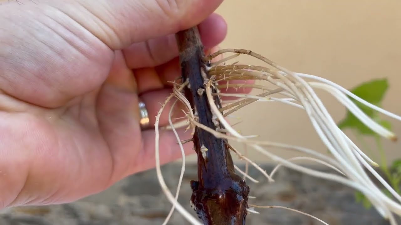 como enraizar esquejes de vid en agua