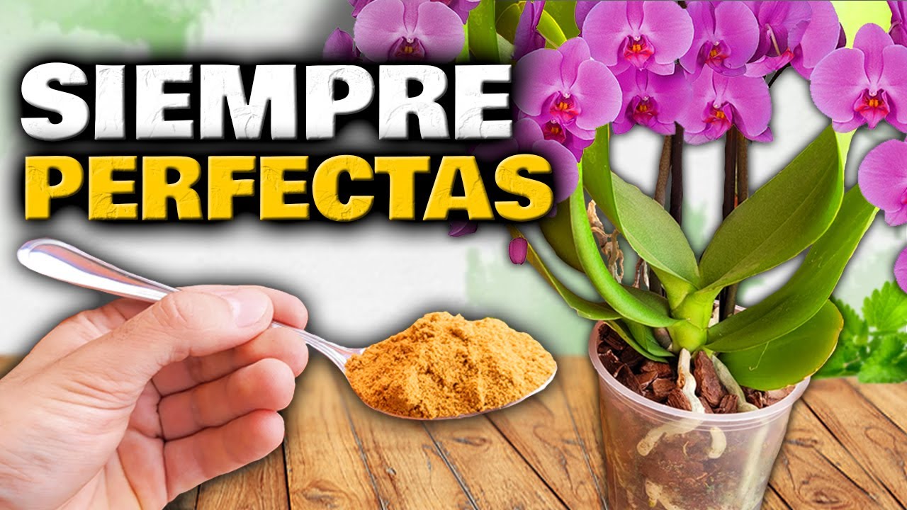 como es el cuidado de las orquídeas