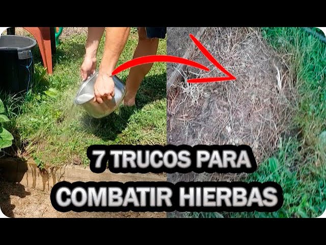 como evitar que crezca mala hierba