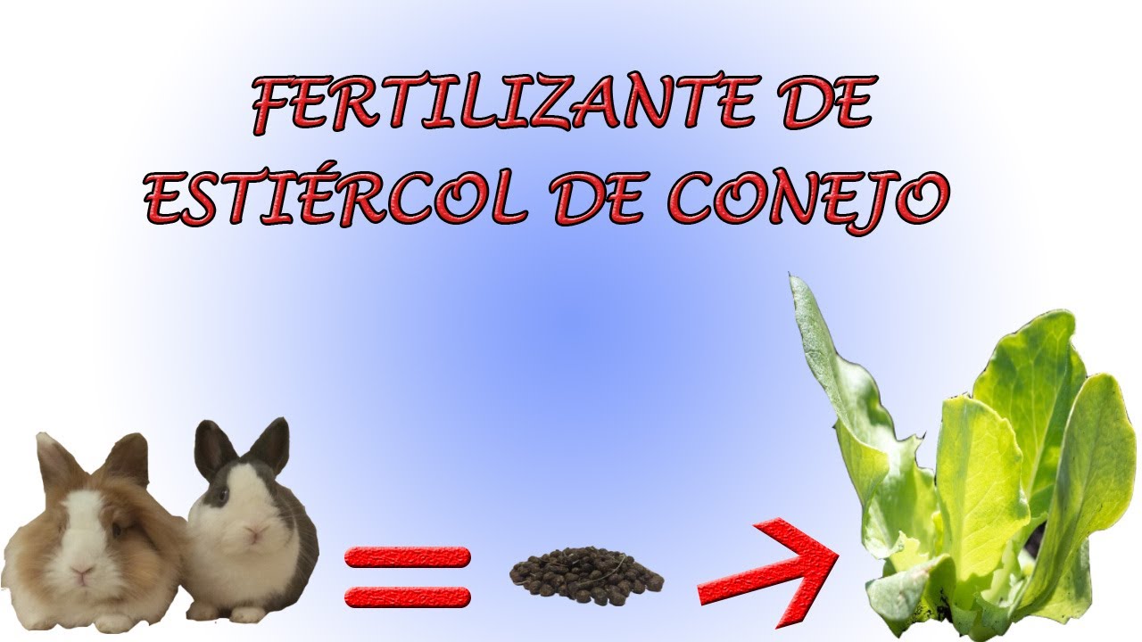 como hacer abono con excremento de conejo
