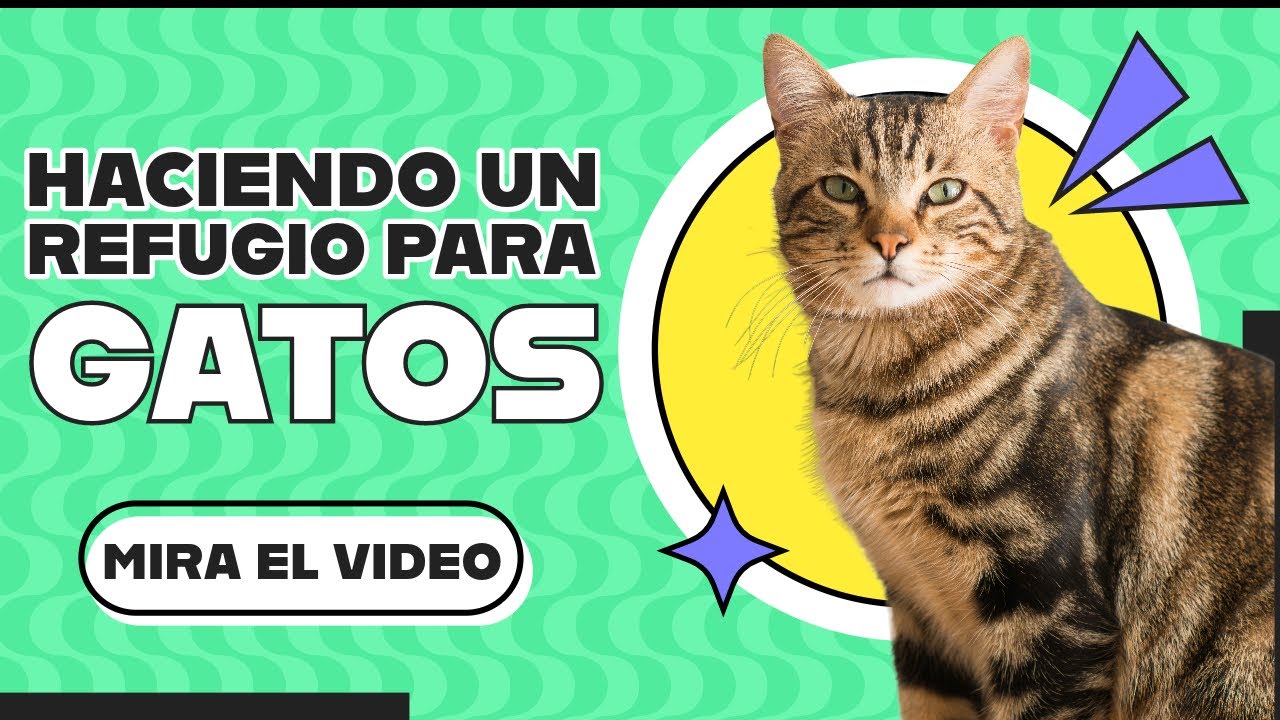 como hacer caseta gatos exterior invierno