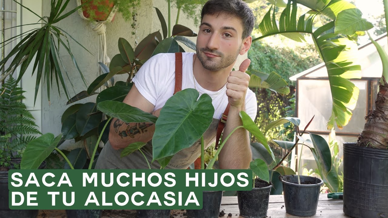 como hacer esqueje de oreja de elefante