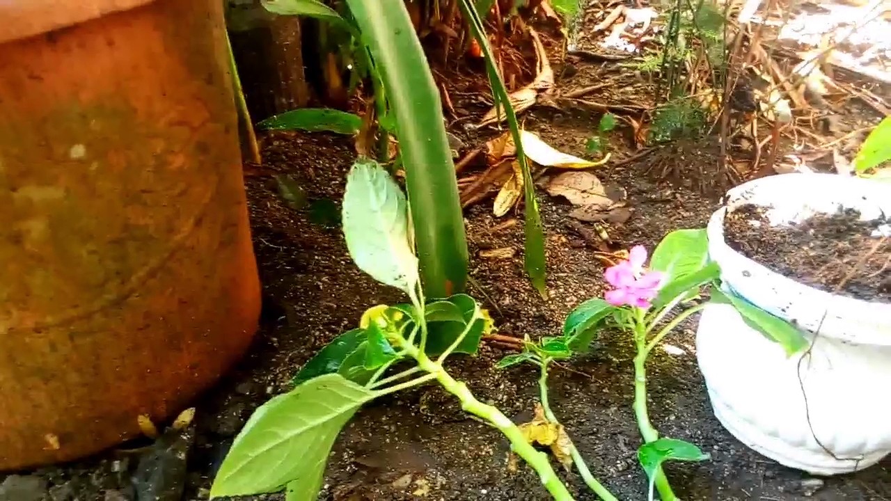 como hacer esquejes de alegria del hogar