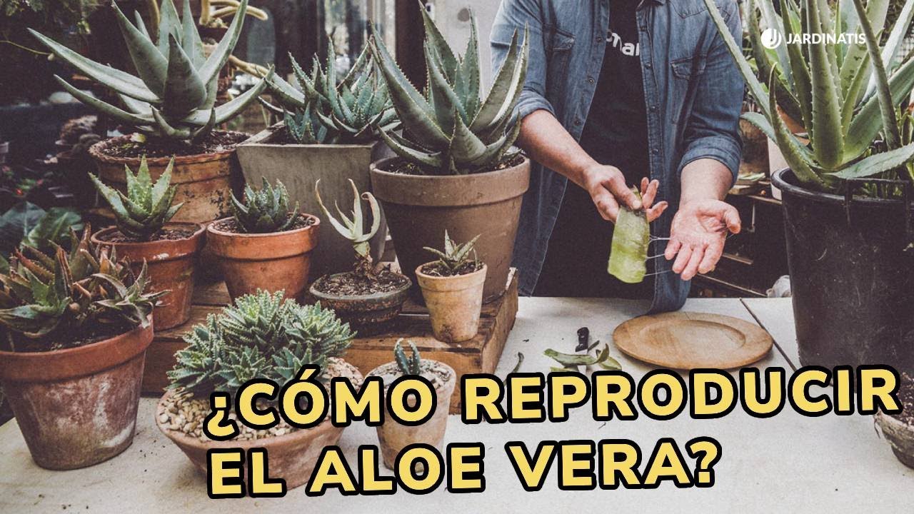 como hacer esquejes de aloe vera