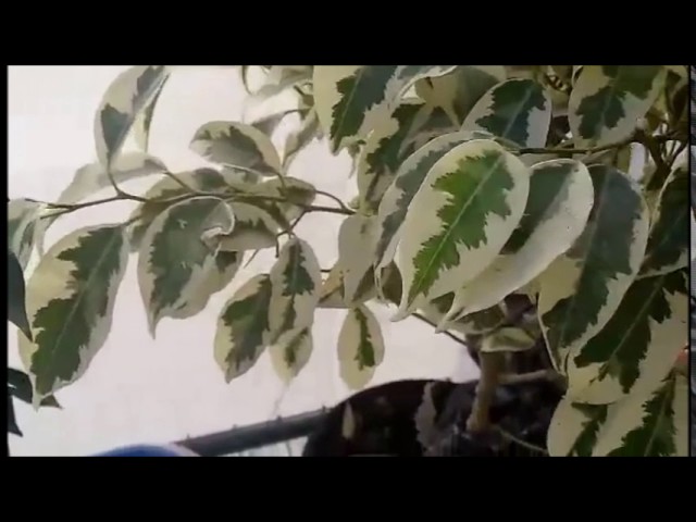 como hacer esquejes de ficus en agua