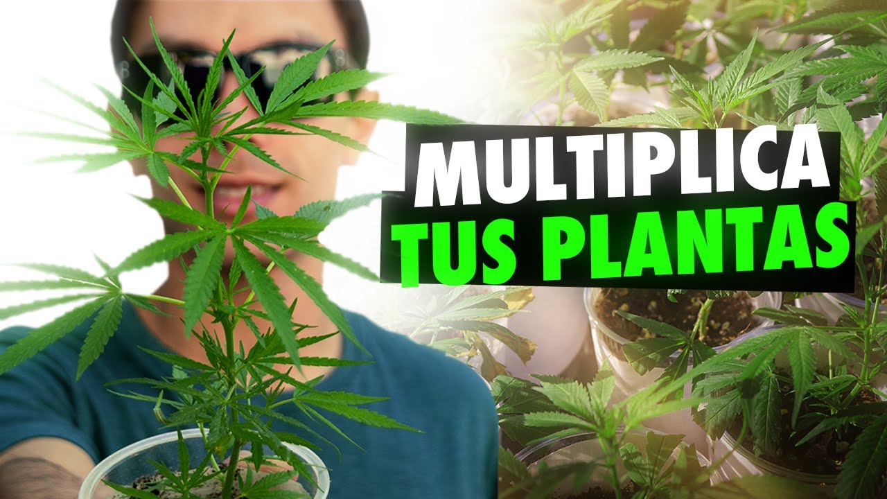 como hacer esquejes de marihuanas fácil