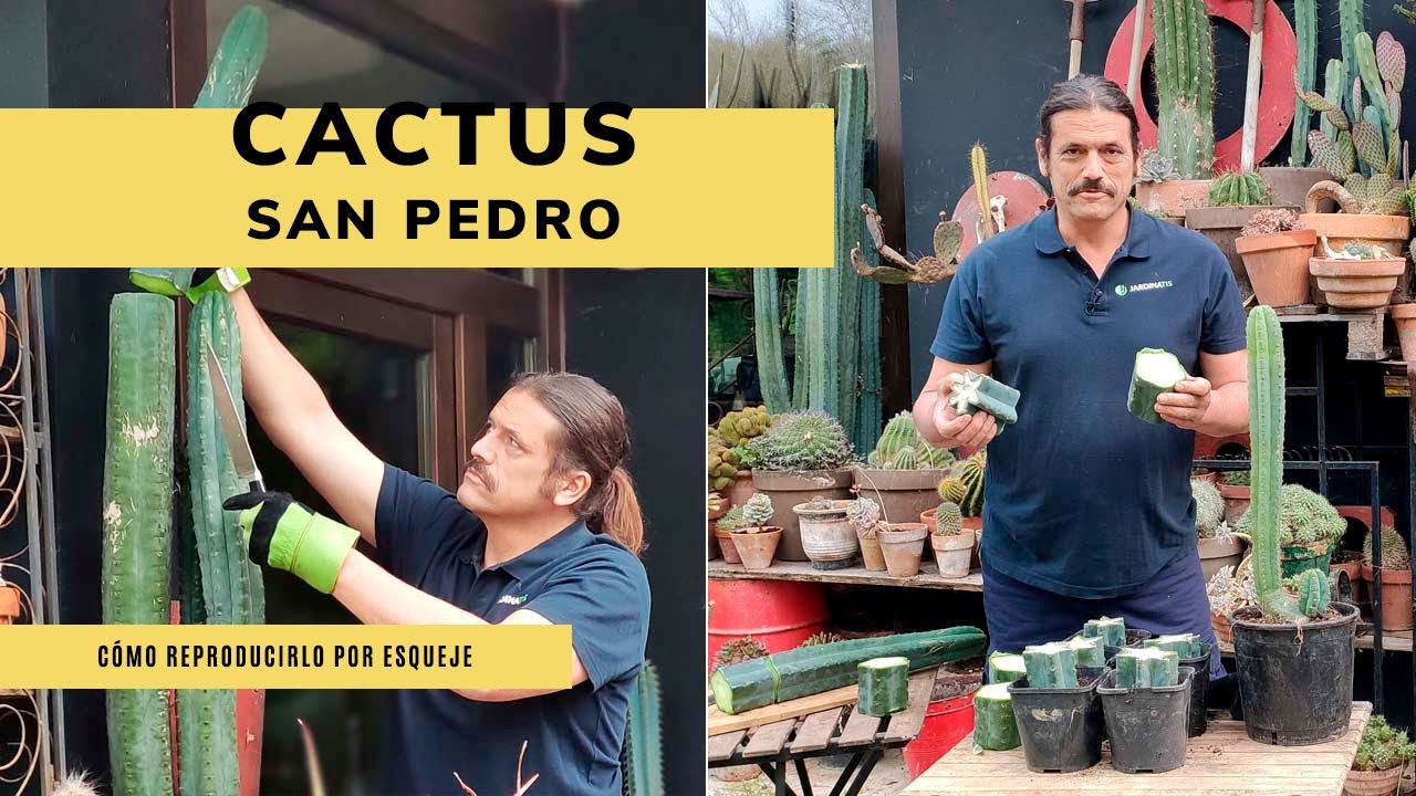 como hacer esquejes de un cactus