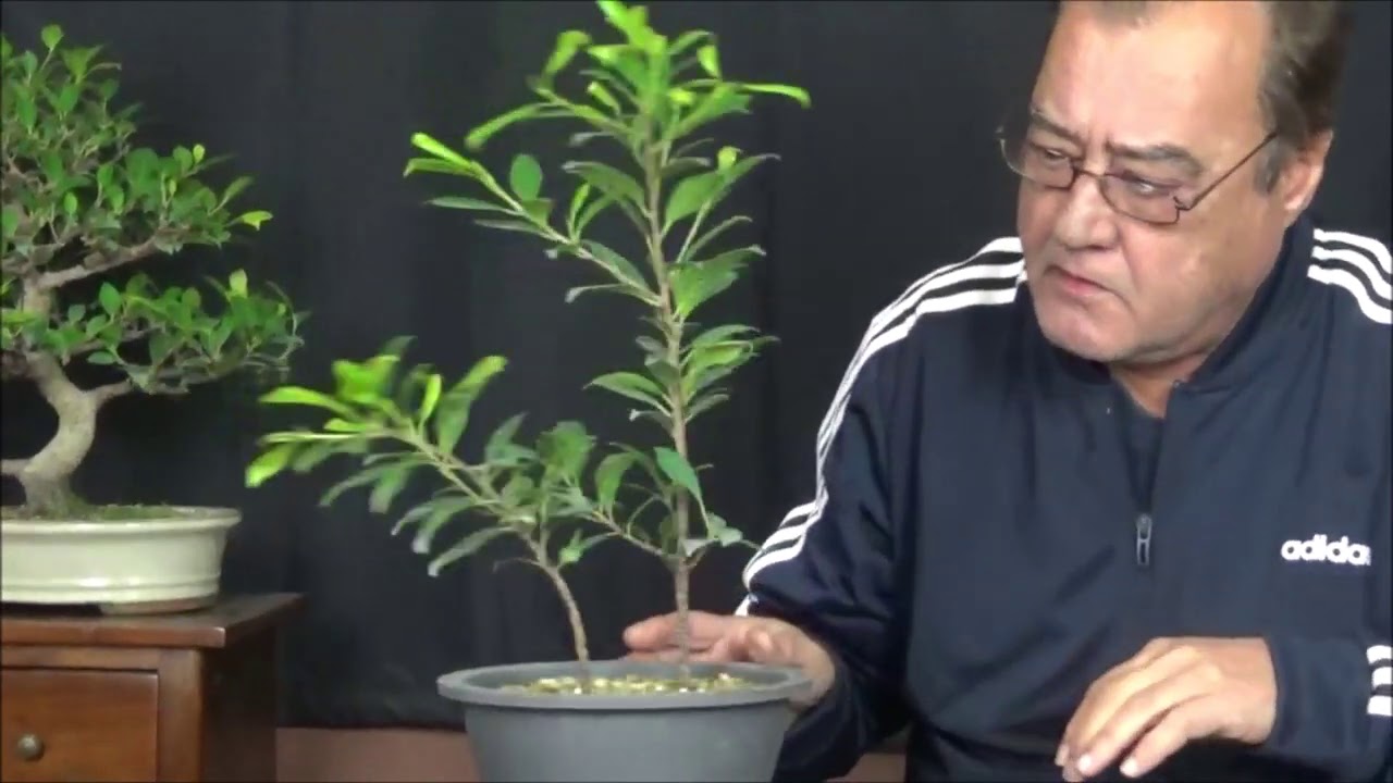 como hacer un bonsai de un esqueje