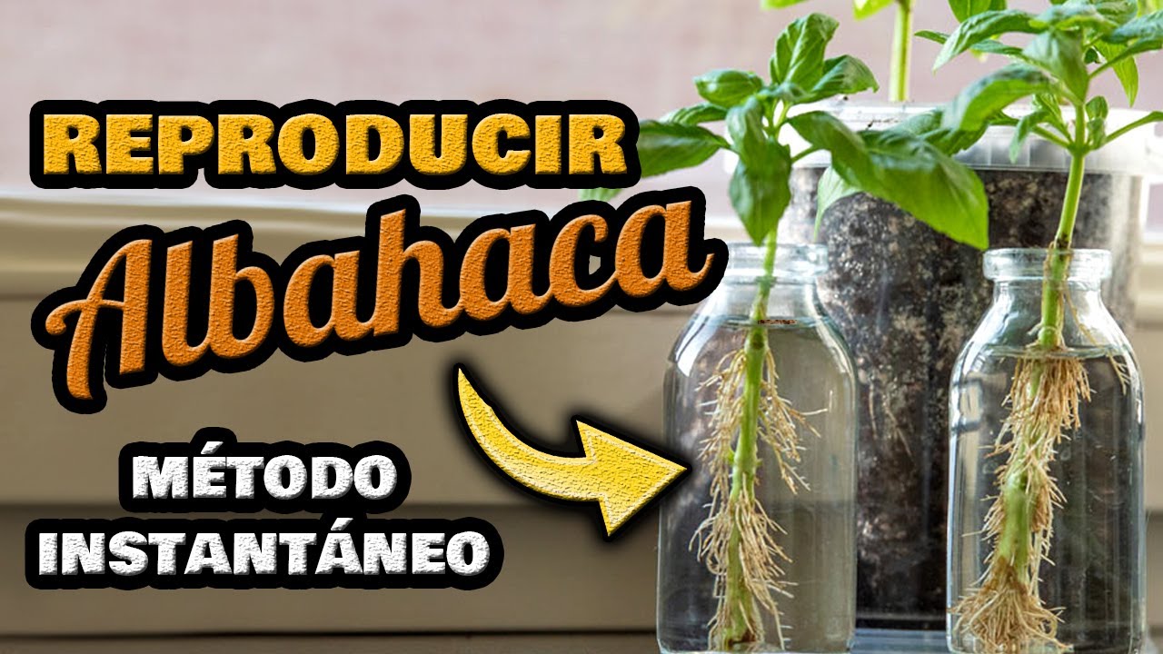 como hacer un esqueje de albahaca