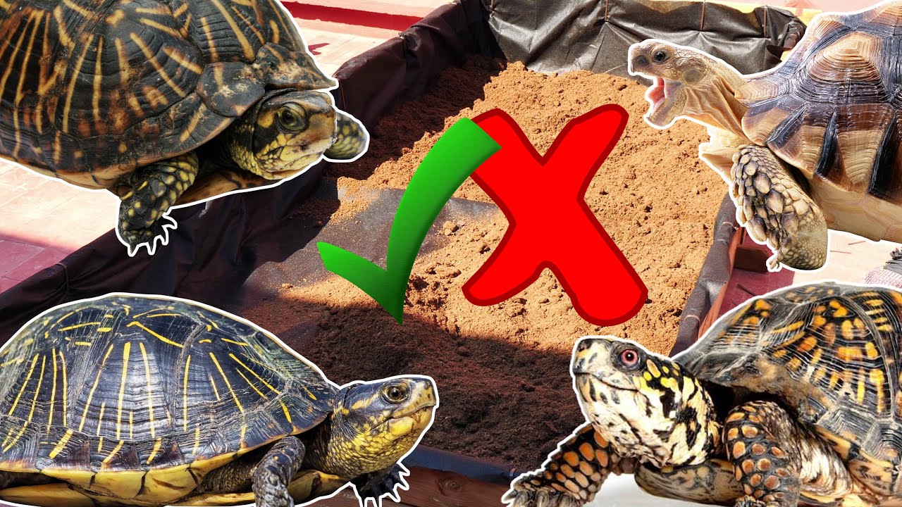 como hacer un terrario para tortugas de tierra exterior