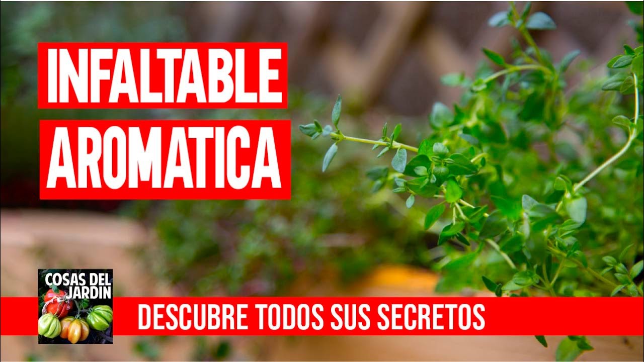 como podar el tomillo en maceta