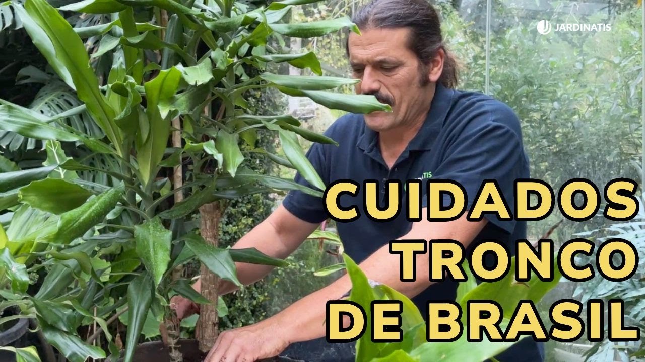 como podar el tronco de brasil