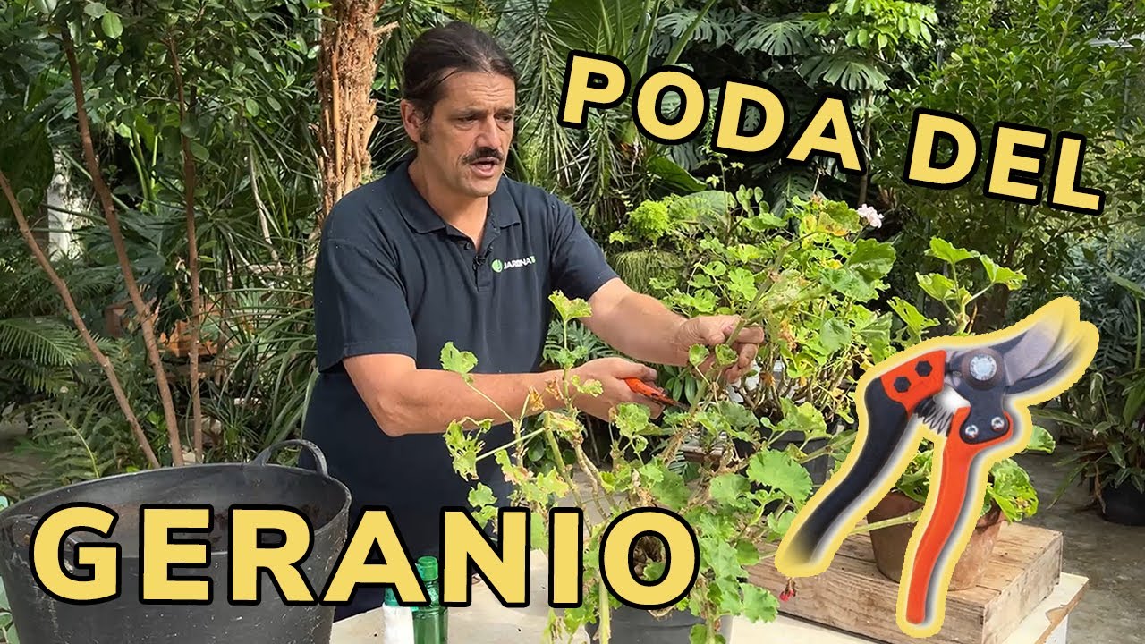 como podar los geranios en otoño