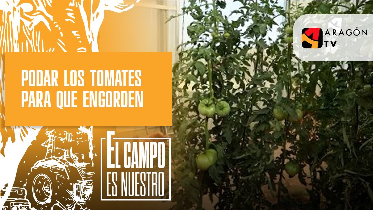 como podar los tomates para que engorden