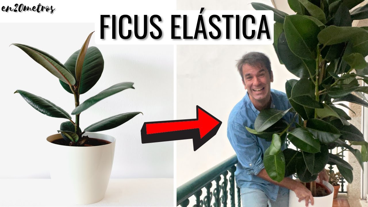 como podar un ficus de exterior