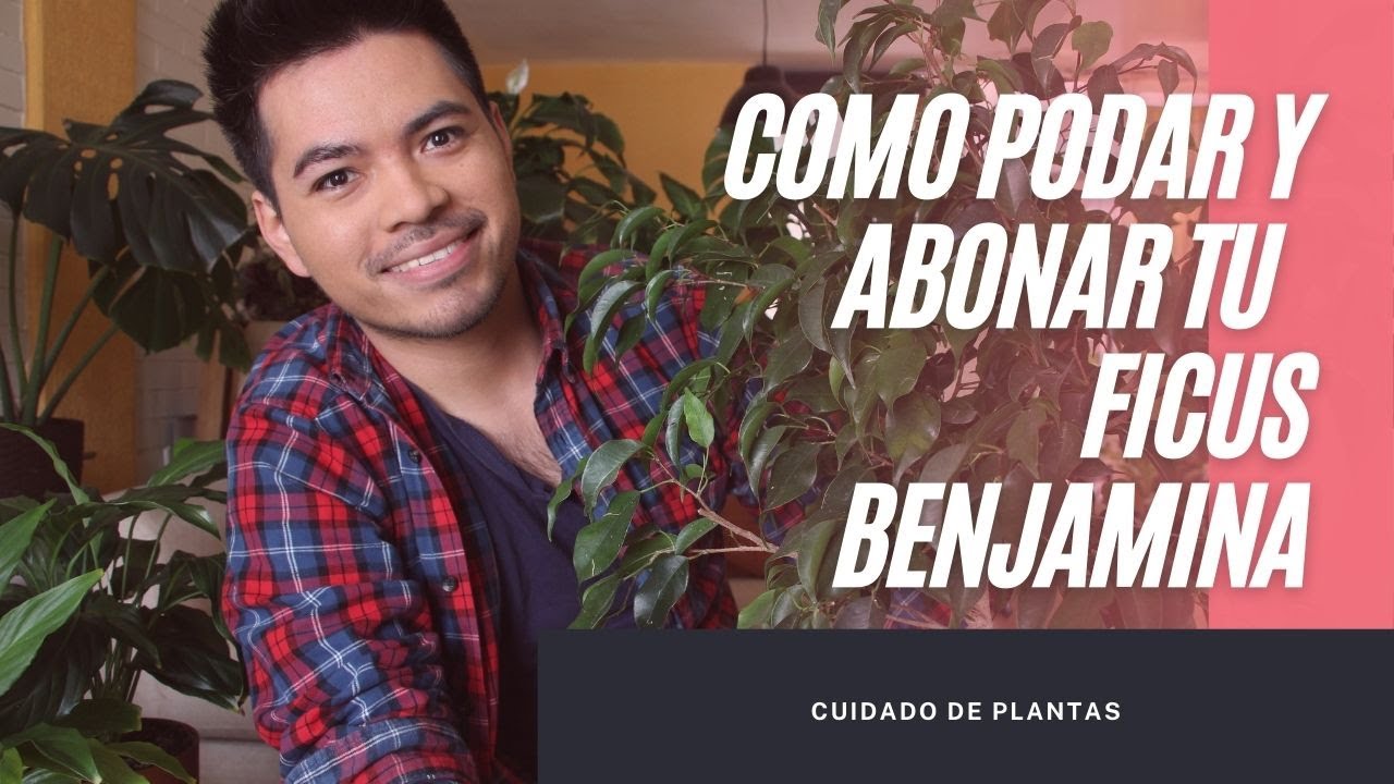como podar un ficus en maceta