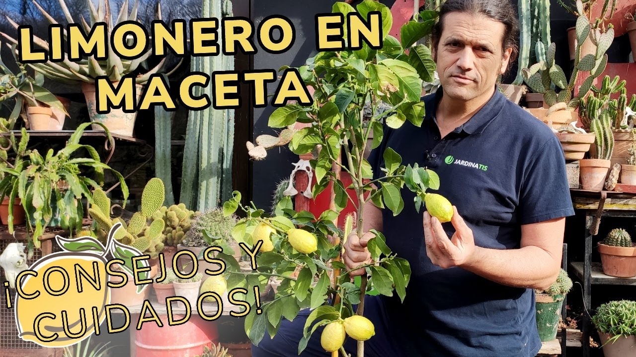 como podar un limonero joven en maceta