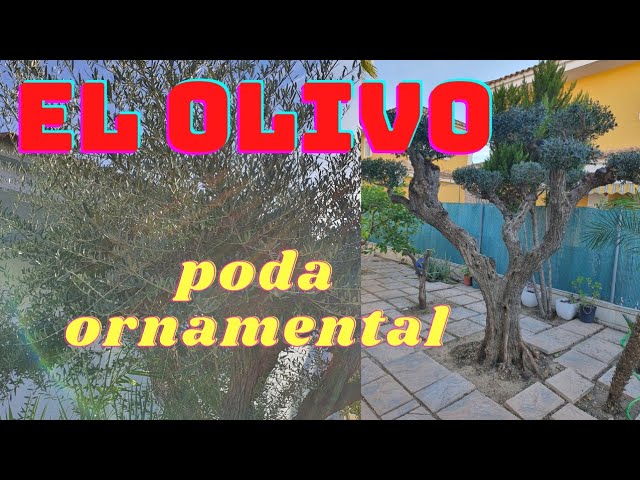 como podar un olivo para darle forma