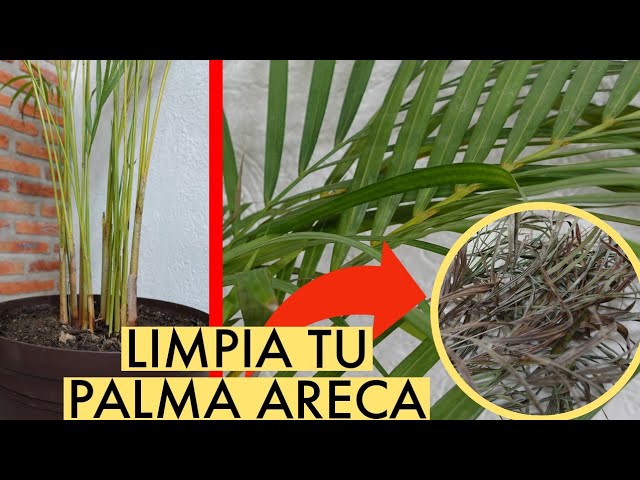 como podar una palmera de maceta