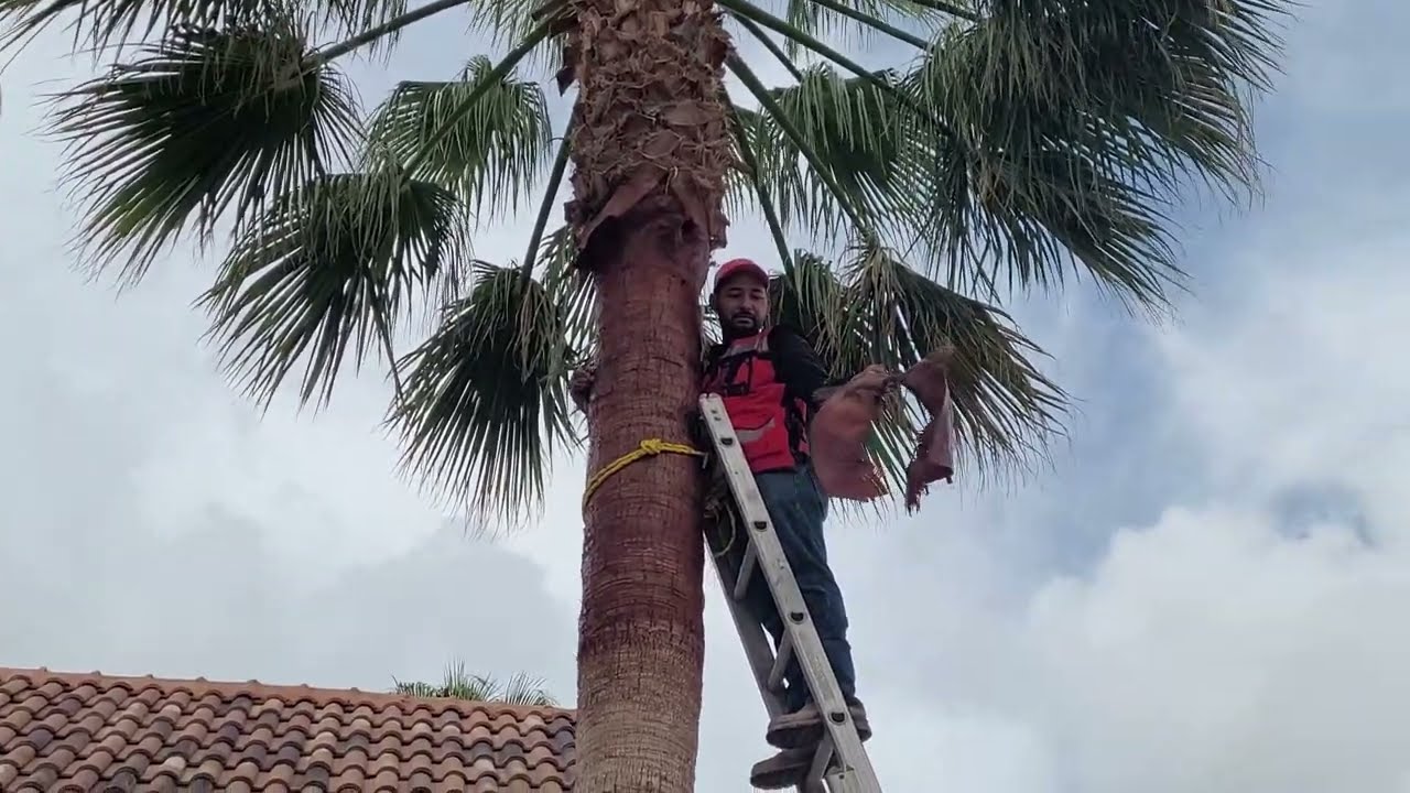 como podar una palmera para que no crezca en altura