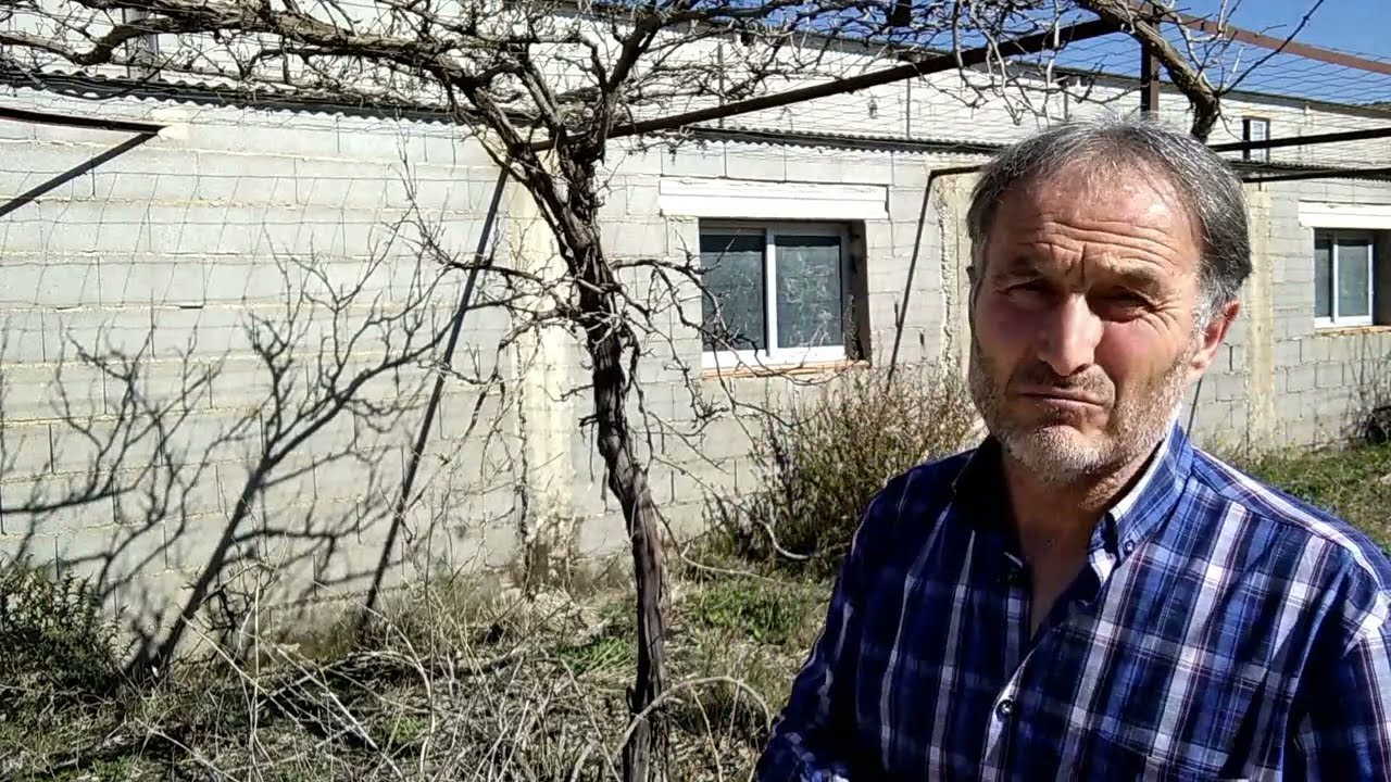 como podar una parra de patio