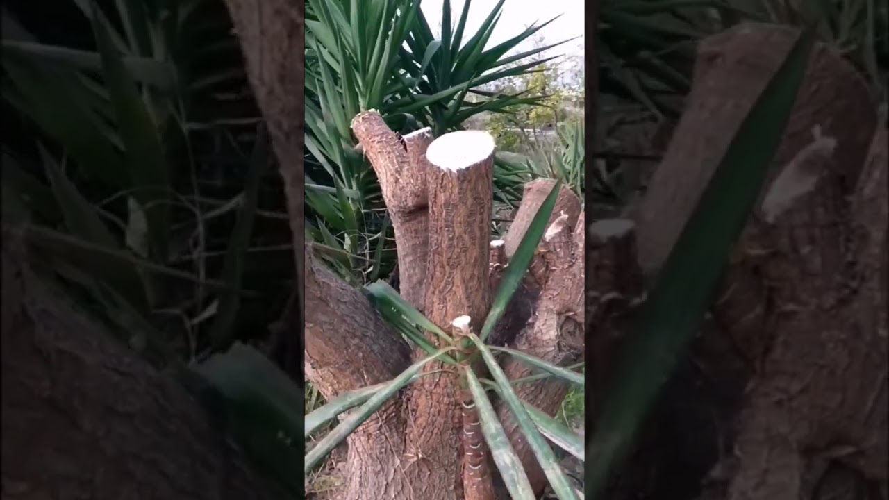 como podar una yuca muy alta