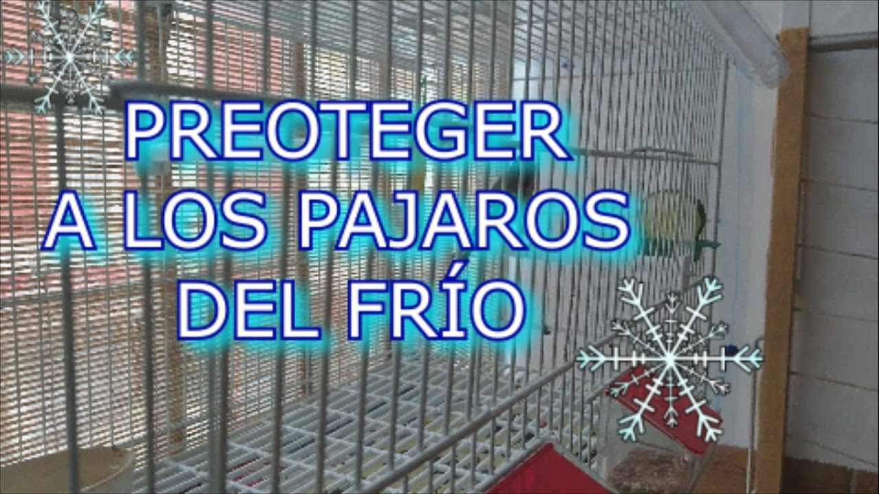 como proteger una jaula de pájaros en el exterior