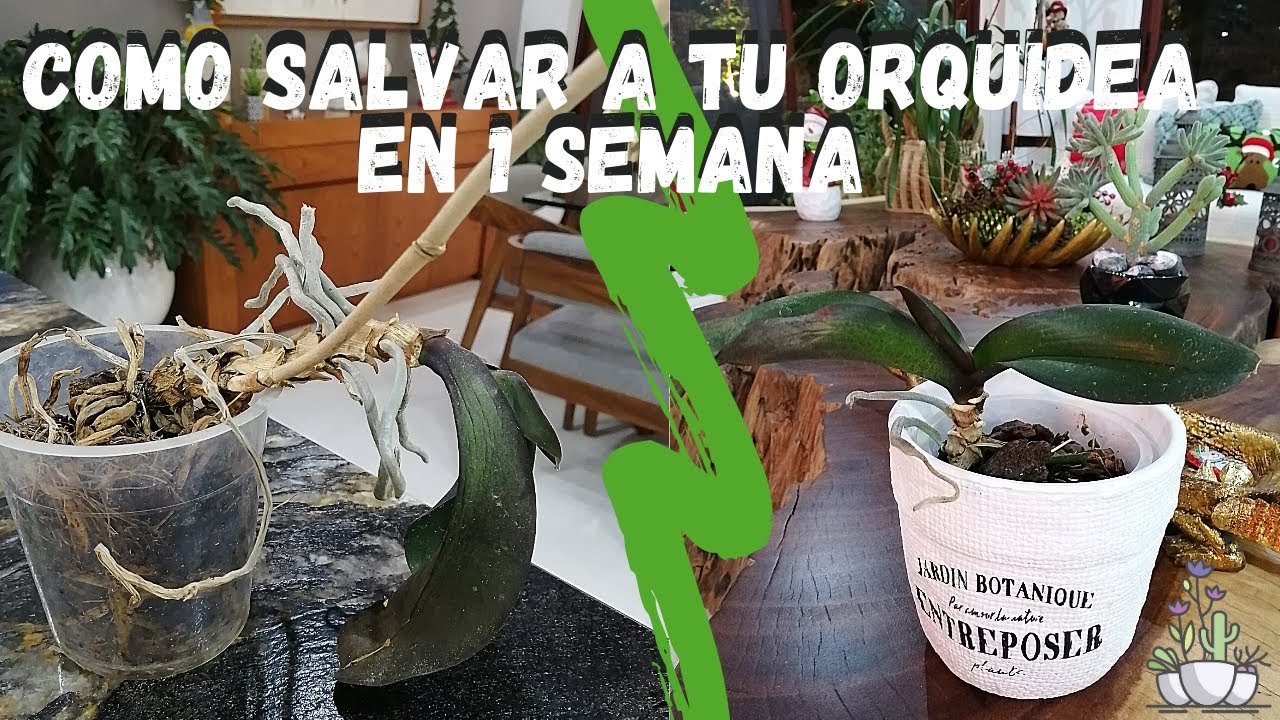 como recuperar las raices de orquideas