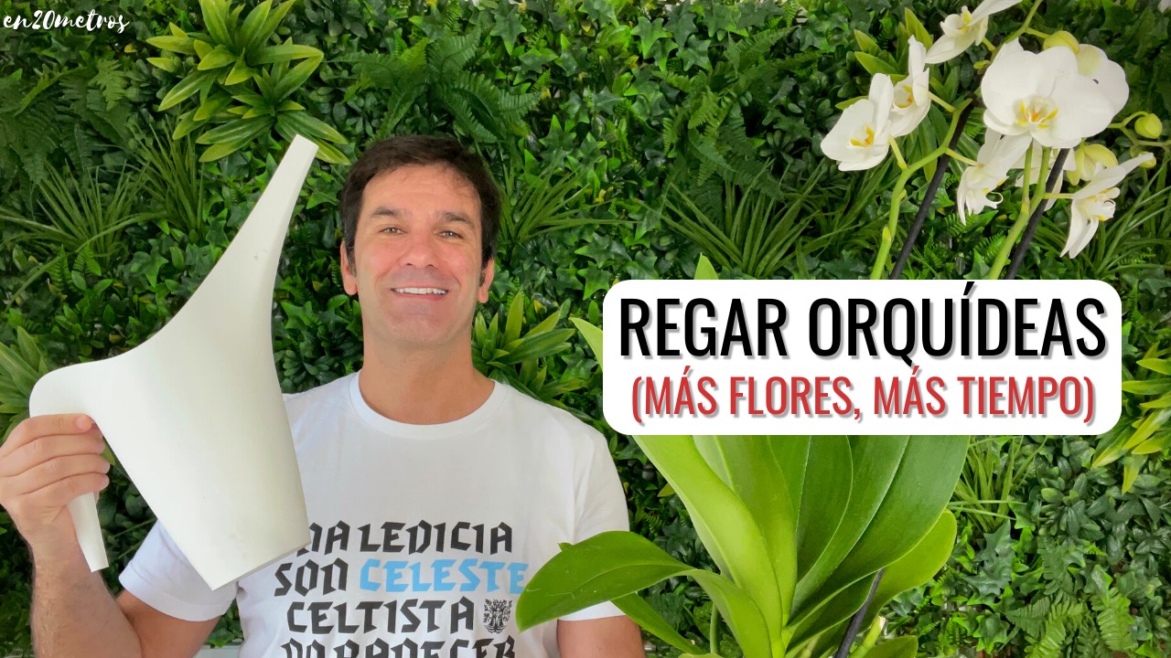 como regar las orquídeas en casa