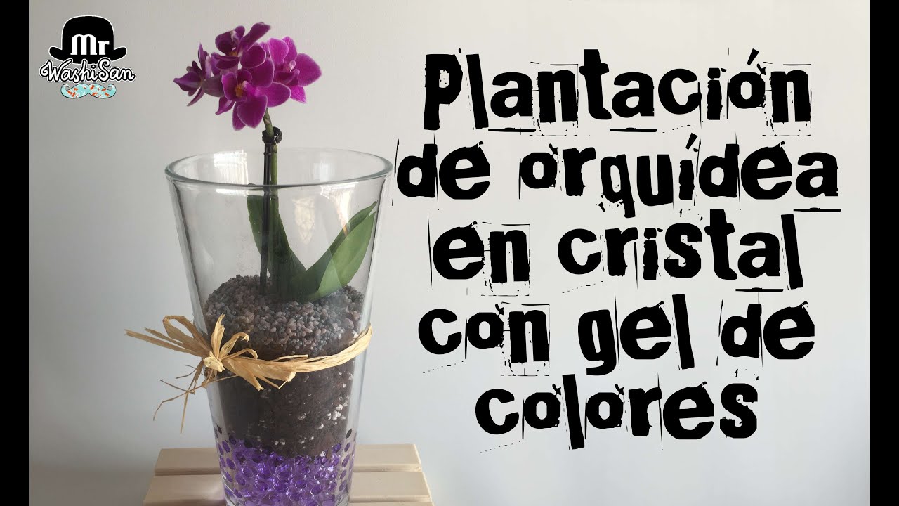 como regar orquídea en jarrón de cristal