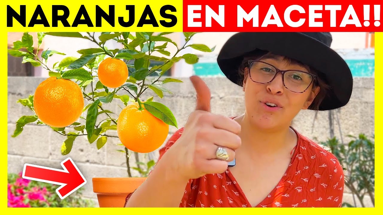como regar un naranjo en maceta