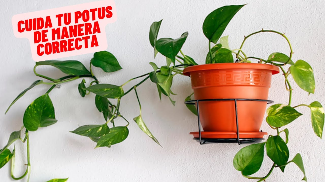 como regar un poto en maceta