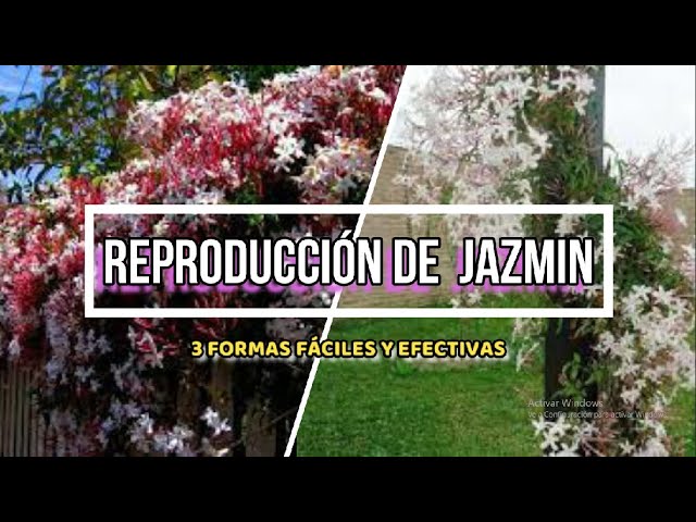 como reproducir jazmin chino por esquejes
