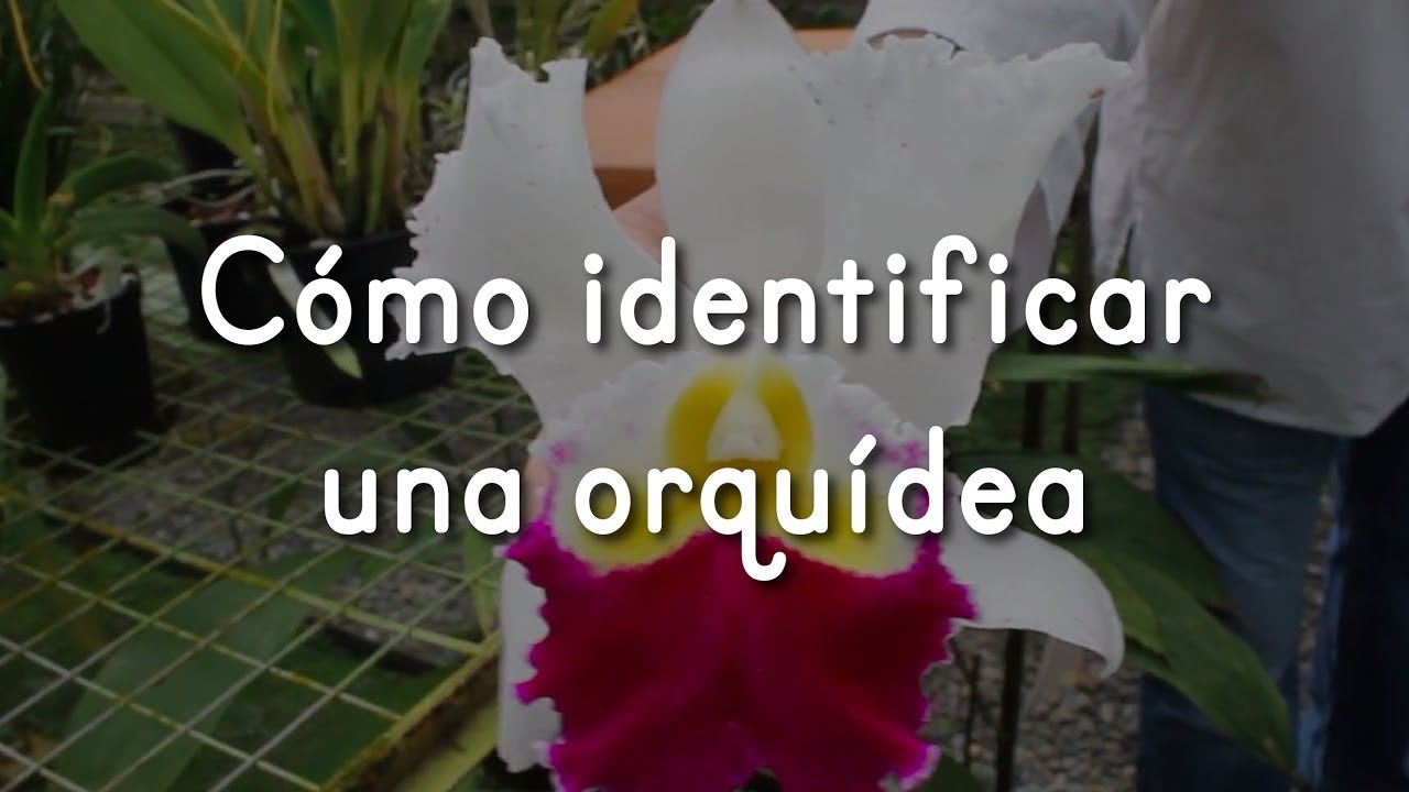 como saber que tipo de orquidea tengo
