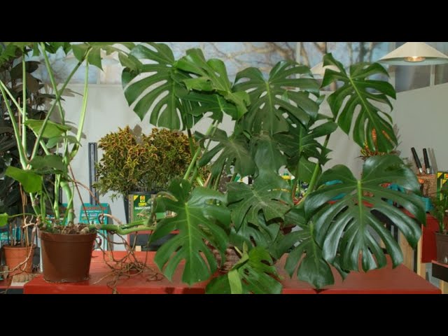 como sacar un esqueje de monstera