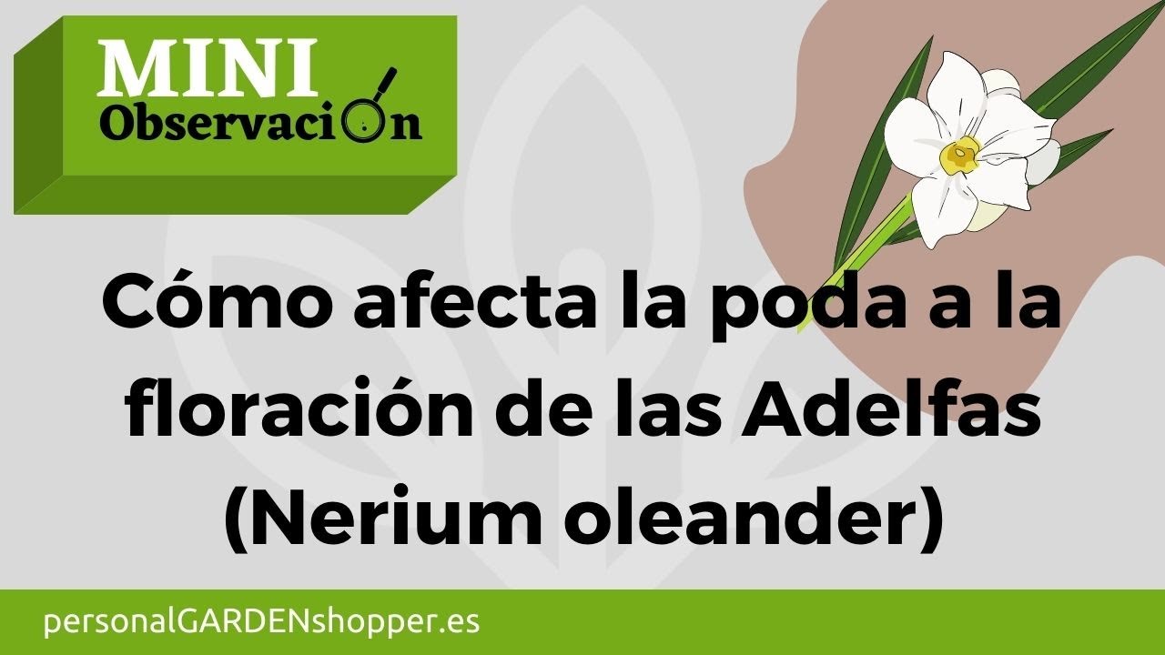 como y cuando podar las adelfas