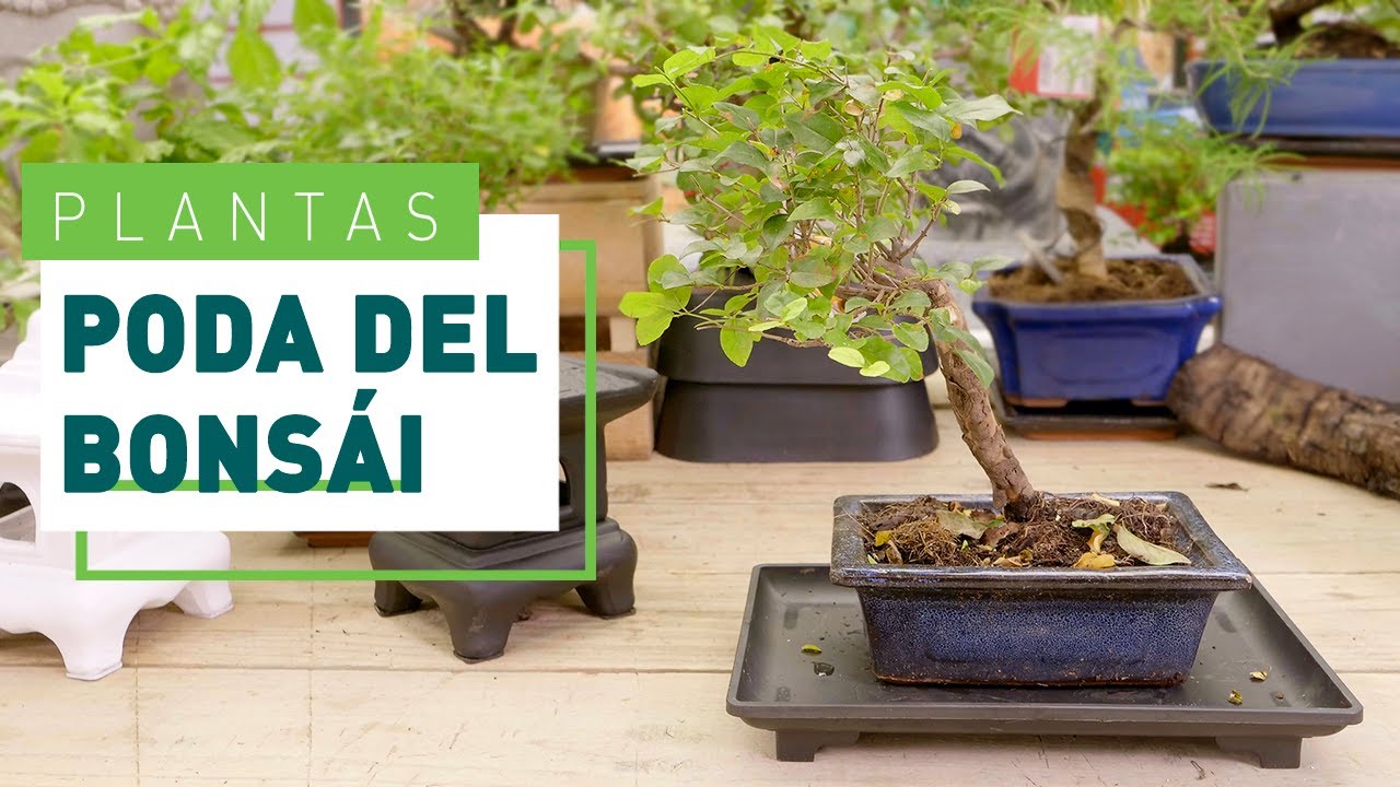 como y cuando podar un bonsai