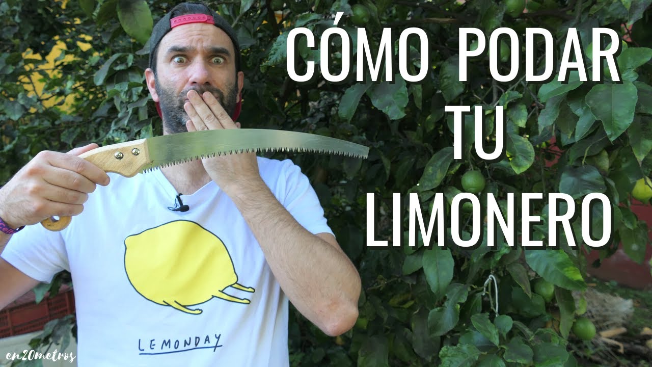 como y cuando podar un limonero
