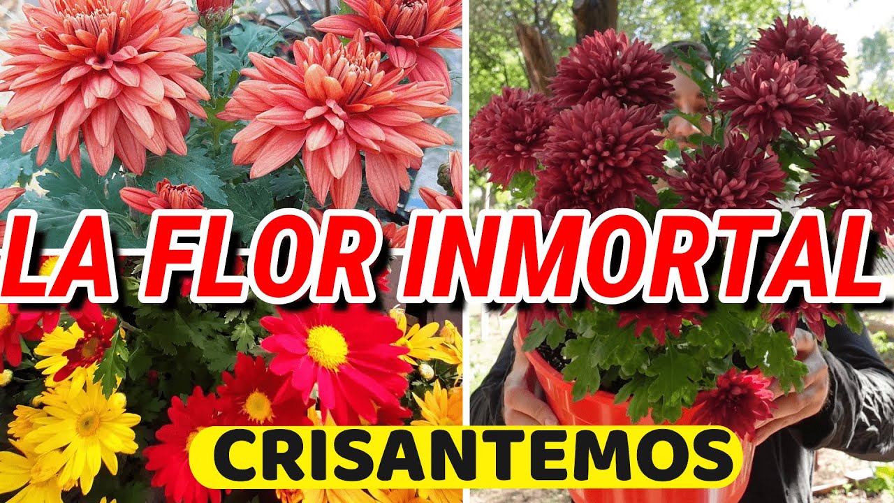 crisantemo es de interior o exterior