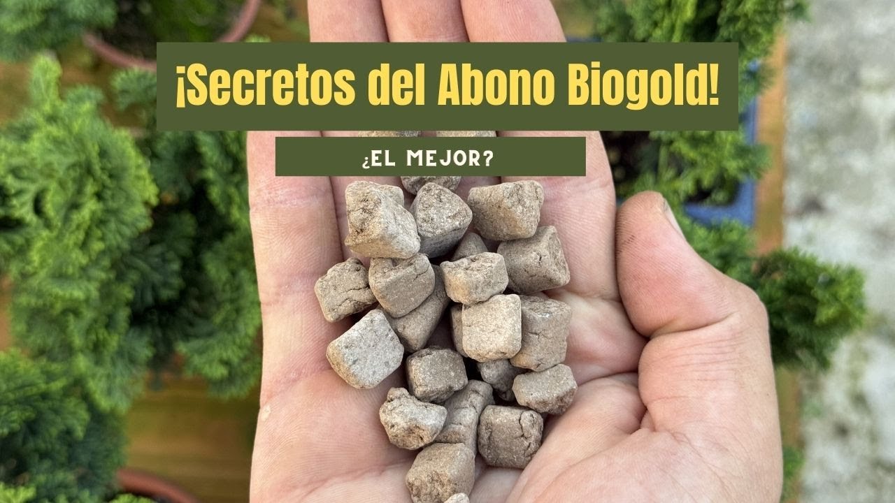 cual es el mejor abono para bonsai