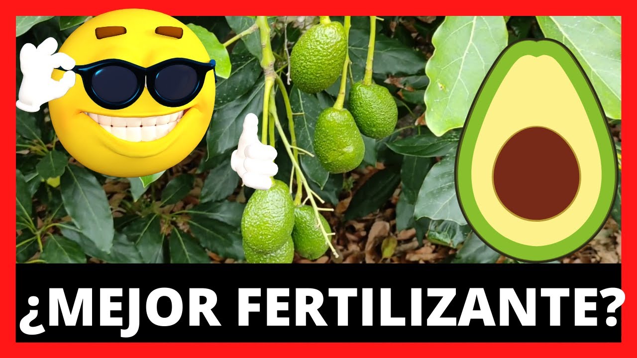 cual es el mejor abono para los aguacates