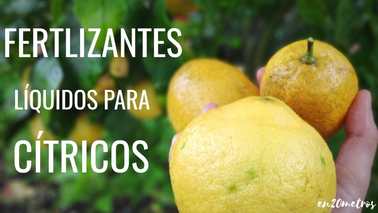cuál es el mejor abono para los naranjos