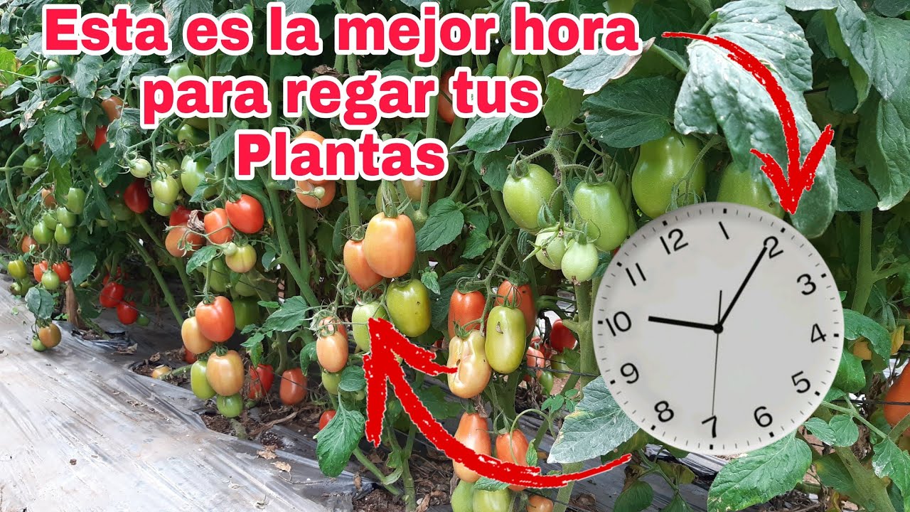 cual es la mejor hora para regar los tomates