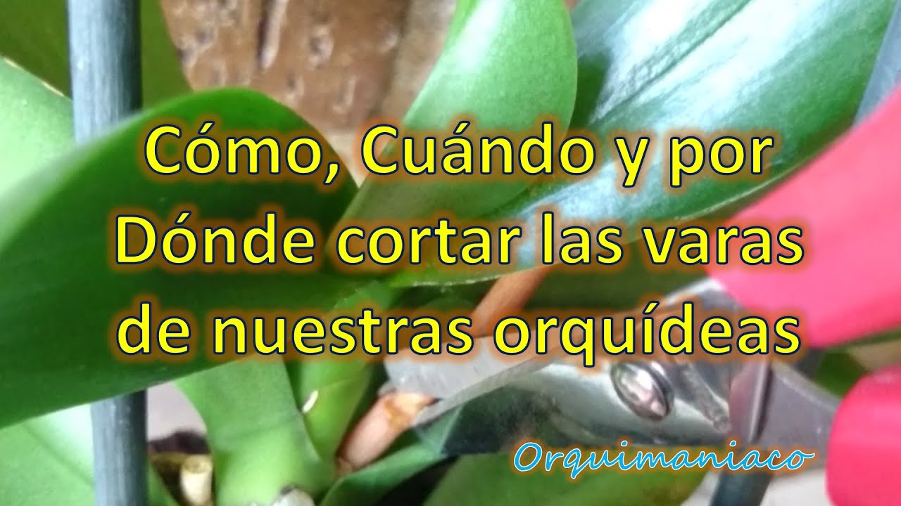 cuando cortar las varas de las orquideas