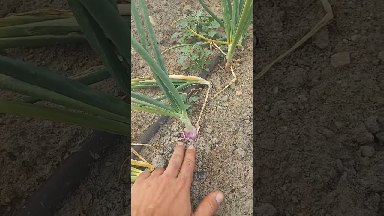 cuando dejar de regar las cebollas